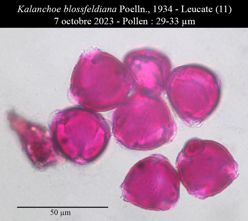 Kalanchoe blossfeldiana #76739