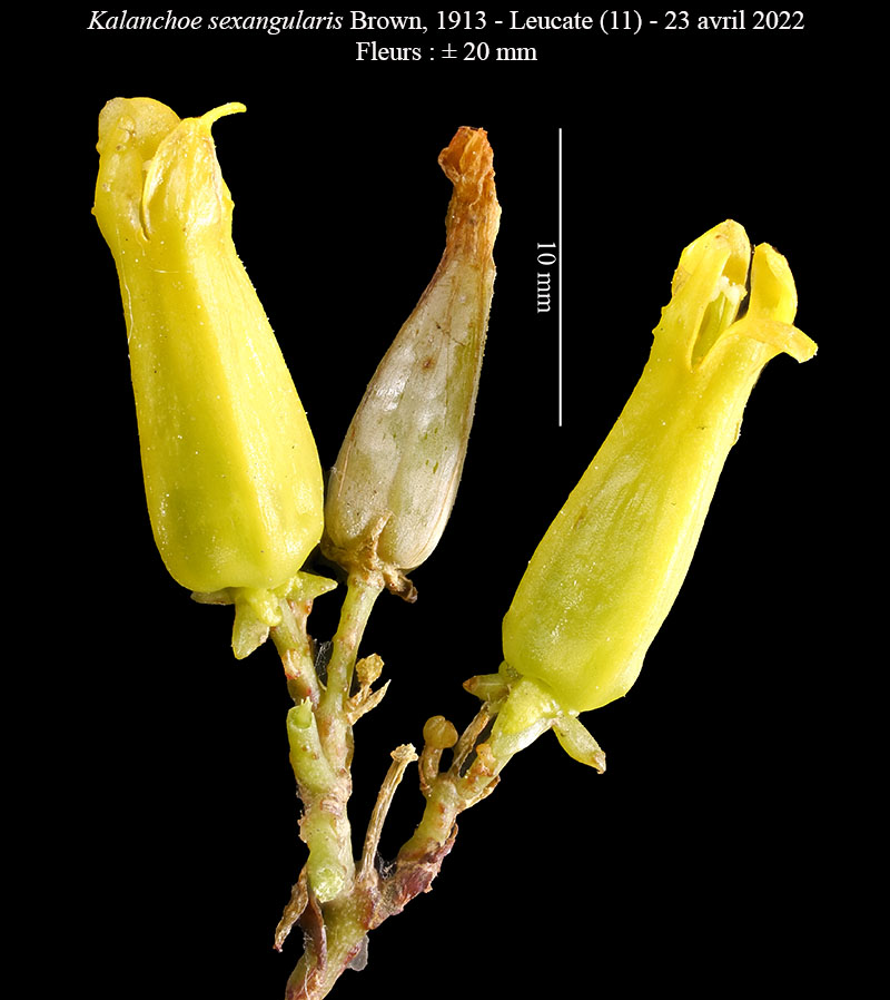 Kalanchoe sexangularis #76750