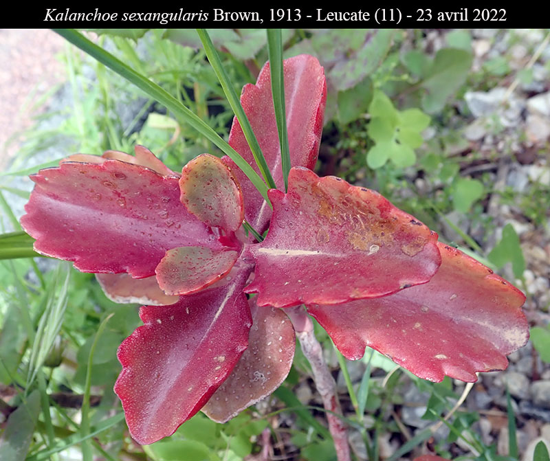 Kalanchoe sexangularis #76748