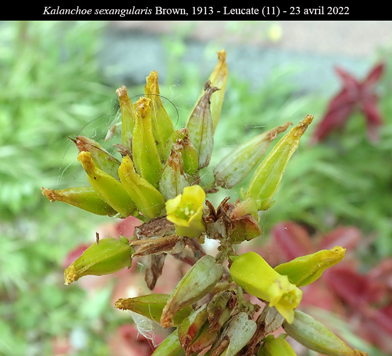 Kalanchoe sexangularis #76752
