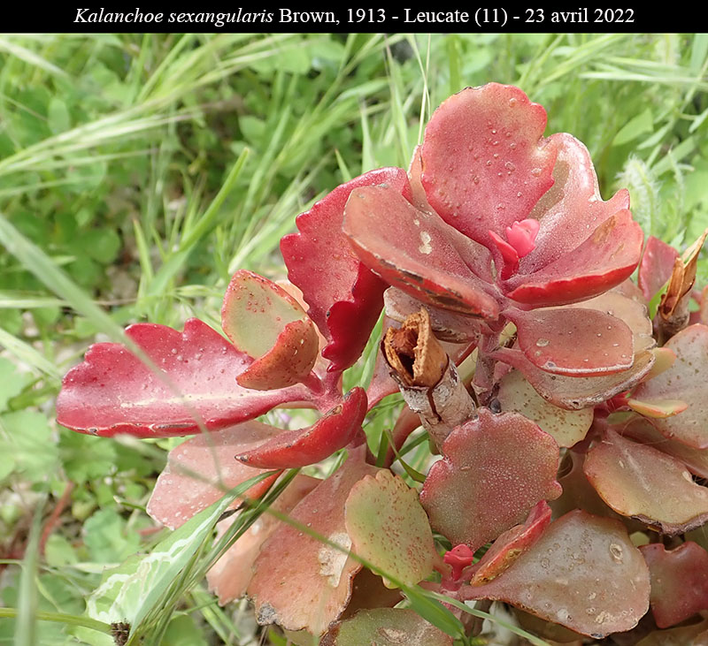 Kalanchoe sexangularis #76747