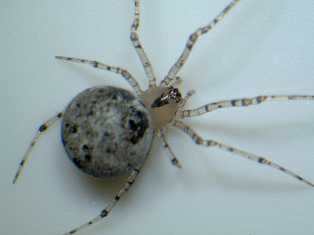 Keijia tincta - Theridiidae - Theridion #4142