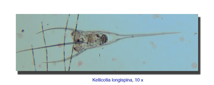Kellicottia longispina #12302