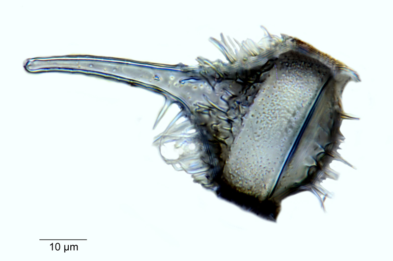 Kentrodiscus blandus #67762