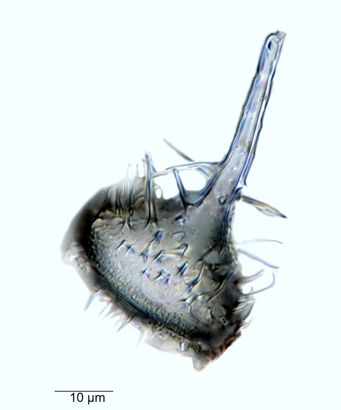 Kentrodiscus blandus #67764