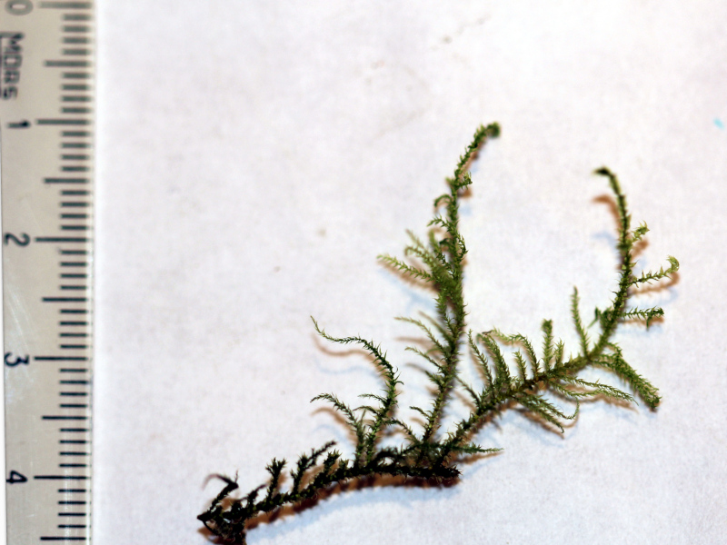 Kindbergia praelonga (Hedw.) Ochyra, 1982 #77697