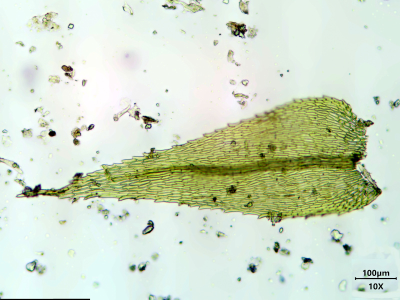 Kindbergia praelonga (Hedw.) Ochyra, 1982 #77709