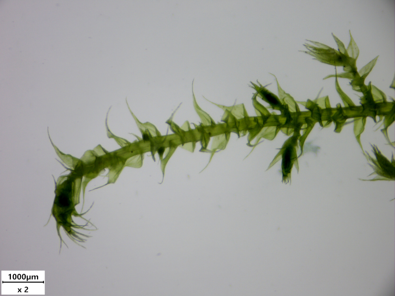 Kindbergia praelonga (Hedw.) Ochyra, 1982 #77699