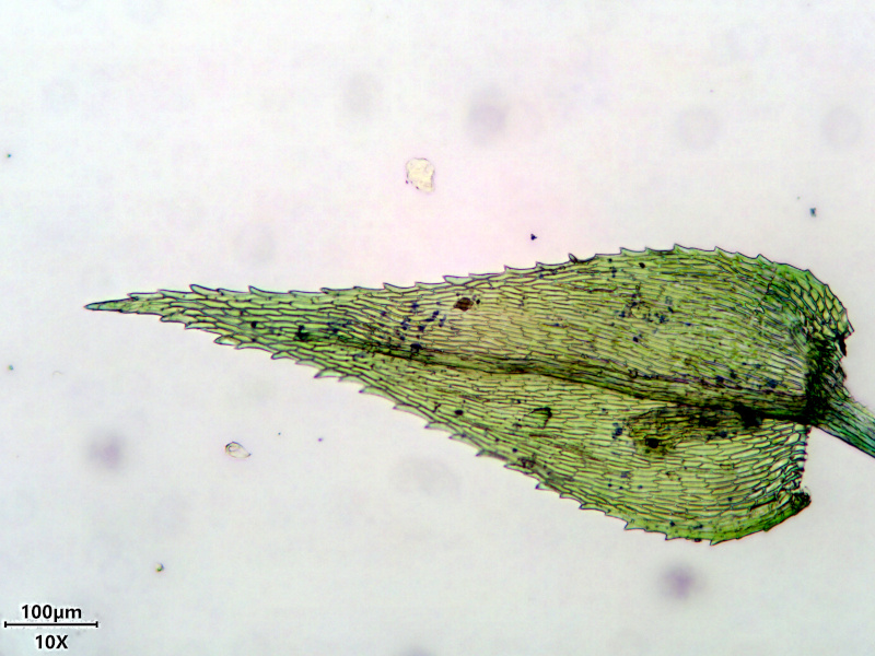 Kindbergia praelonga (Hedw.) Ochyra, 1982 #77708