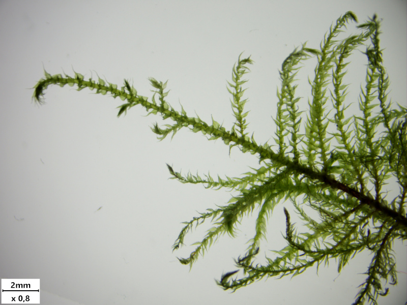 Kindbergia praelonga (Hedw.) Ochyra, 1982 #77700