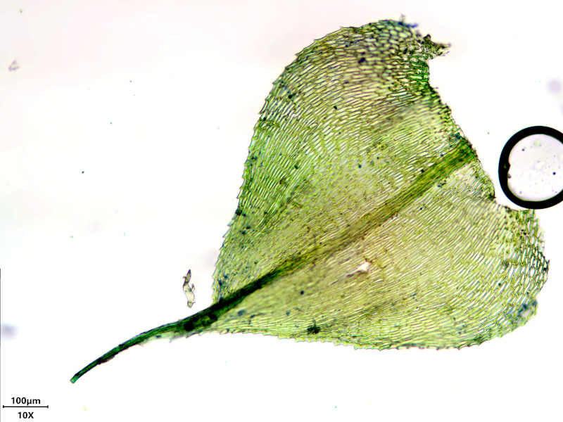 Kindbergia praelonga (Hedw.) Ochyra, 1982 #77701