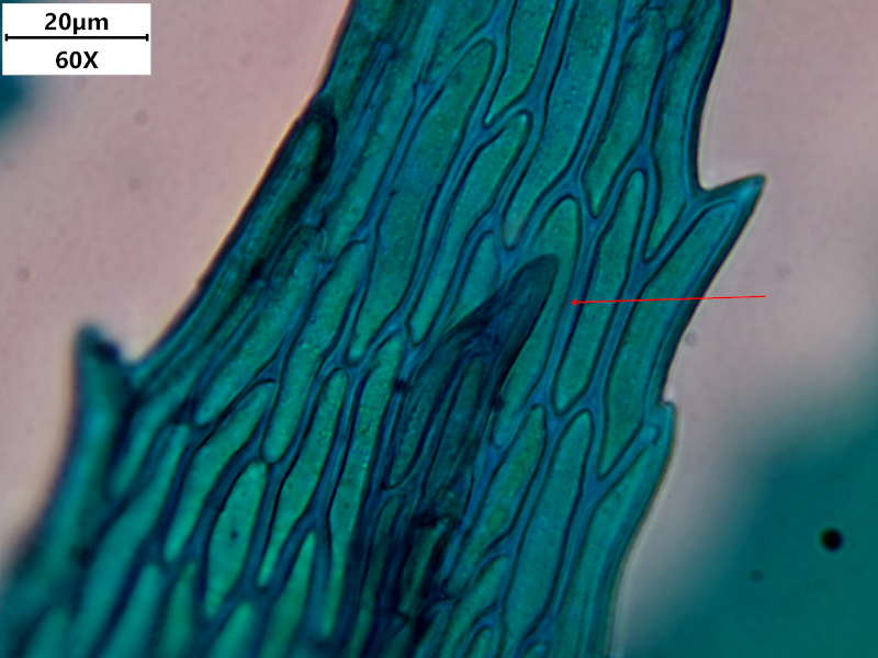 Kindbergia praelonga (Hedw.) Ochyra, 1982 #77714