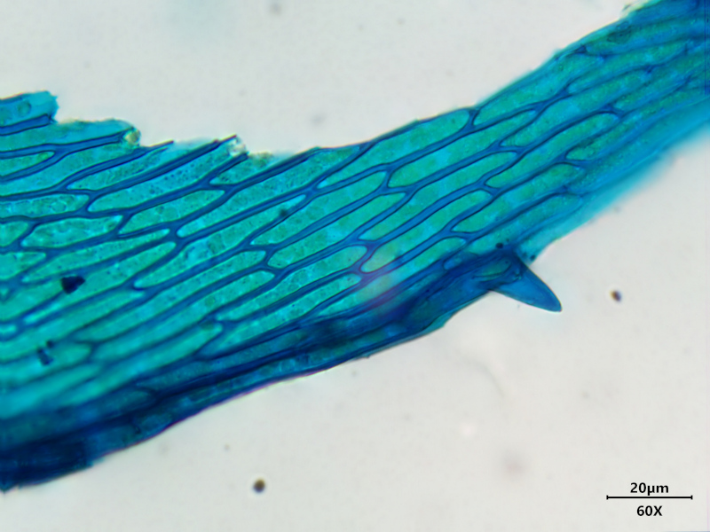 Kindbergia praelonga (Hedw.) Ochyra, 1982 #77713