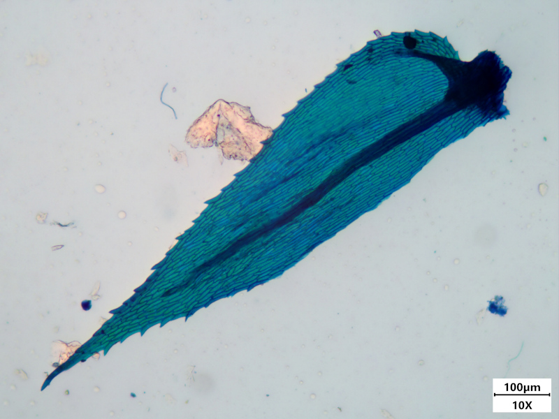 Kindbergia praelonga (Hedw.) Ochyra, 1982 #77711
