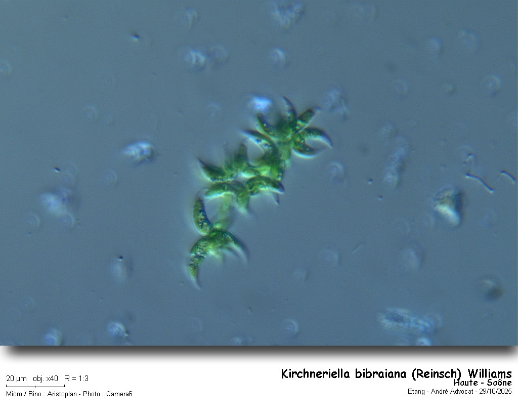 Kirchneriella bibraiana (Reinsch) Williams #84177