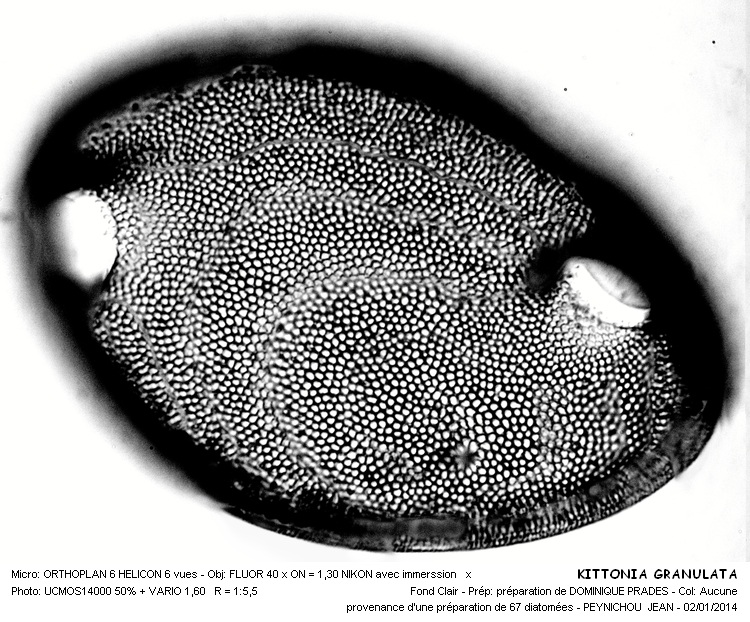 KITTONIA GRANULATA #35491