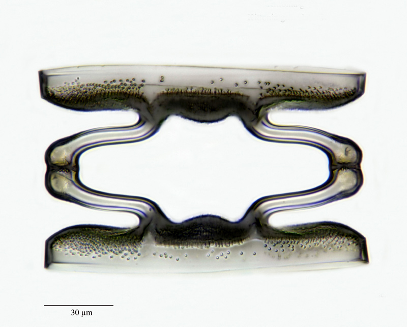 Kittonia granulata Chenevière #23667