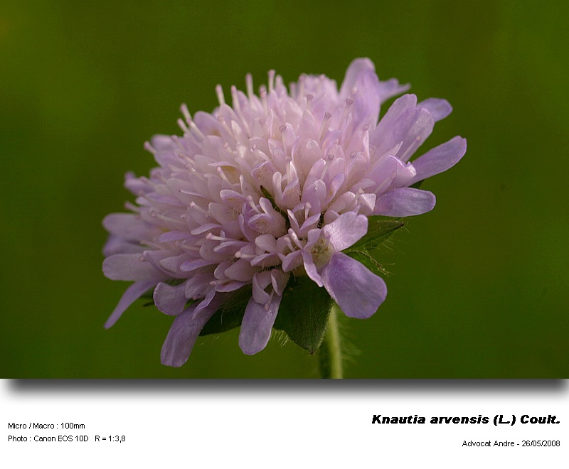 Knautia arvensis (L.) Coult. (L oreille d âne, Heublume) #4109