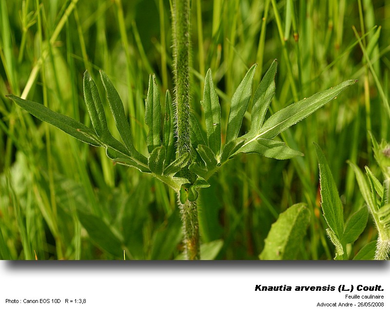 Knautia arvensis (L.) Coult. (L oreille d âne, Heublume) #4110