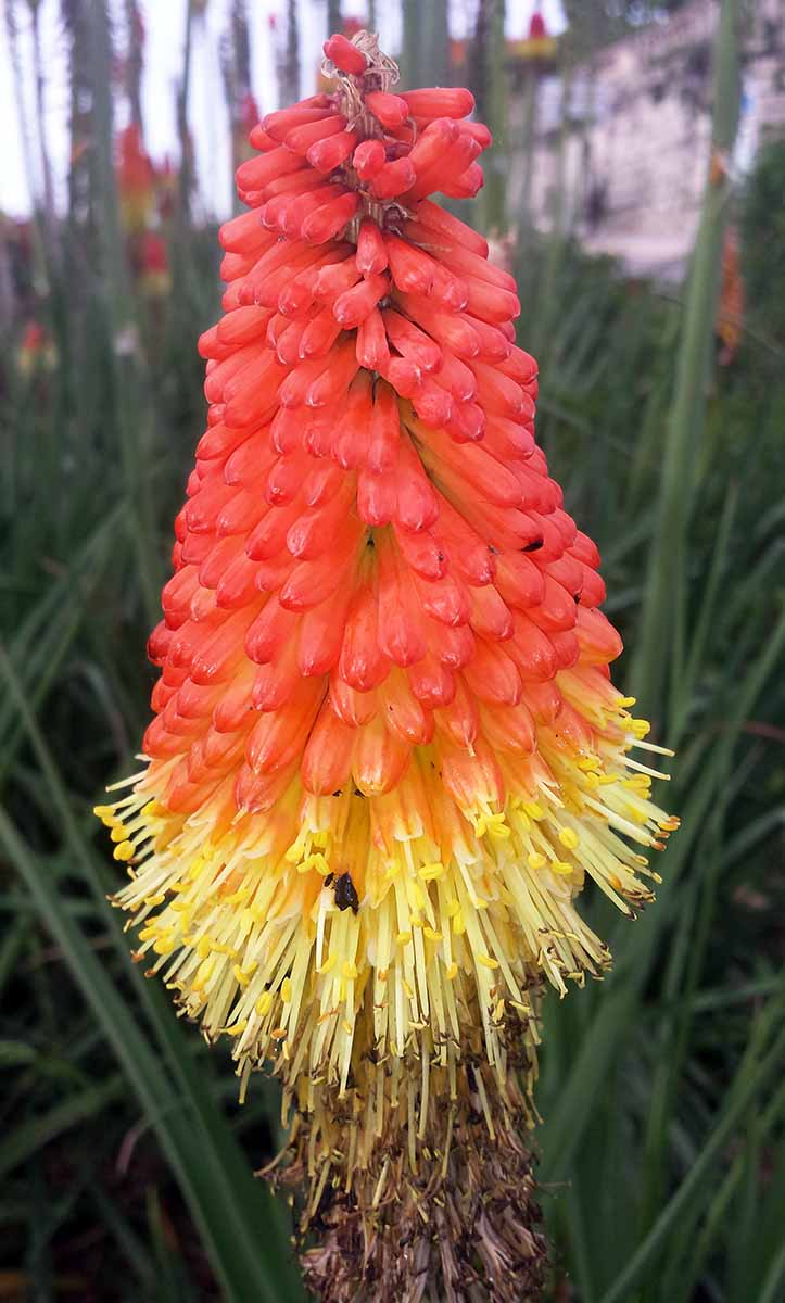 Kniphofia uvaria #50102