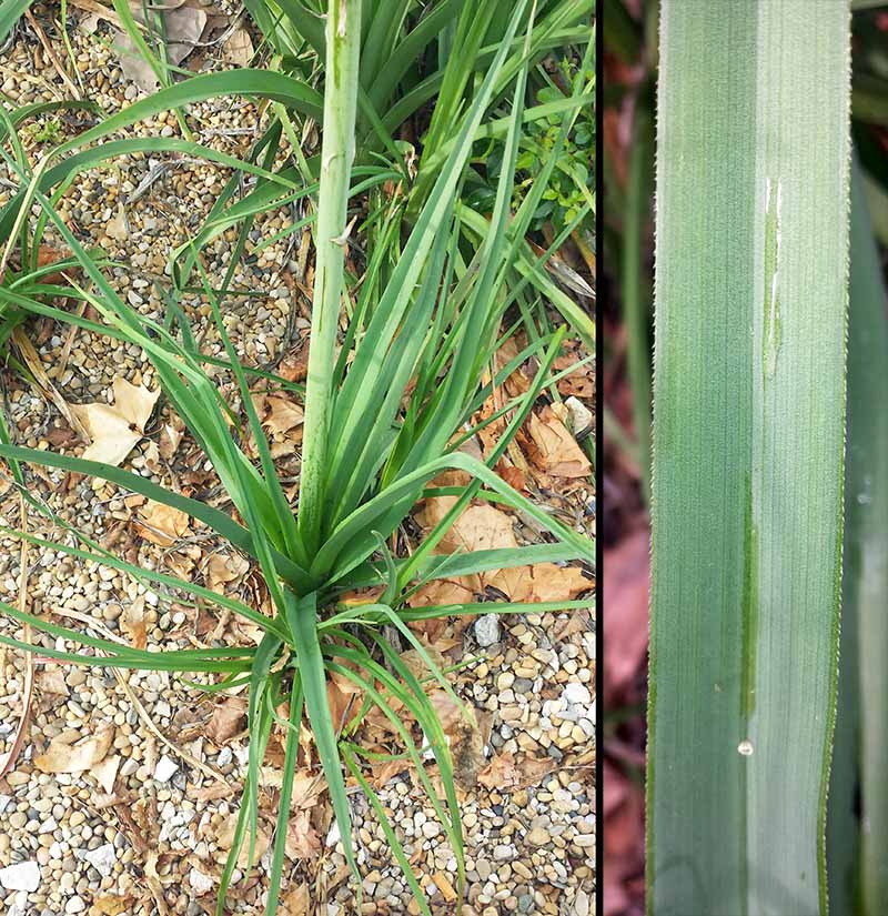 Kniphofia uvaria #50098