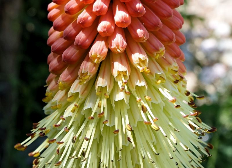 Kniphofia uvaria-Tison de Satan #63667