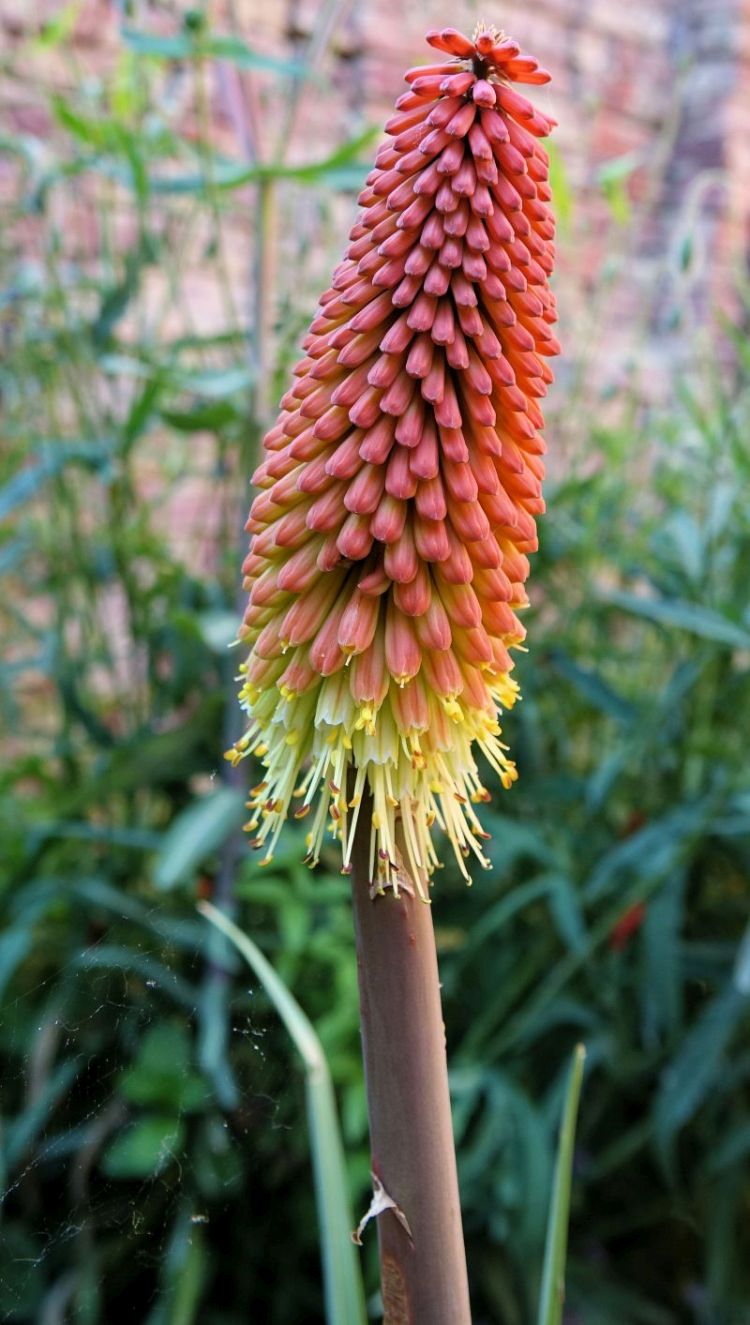Kniphofia uvaria-Tison de Satan #63664