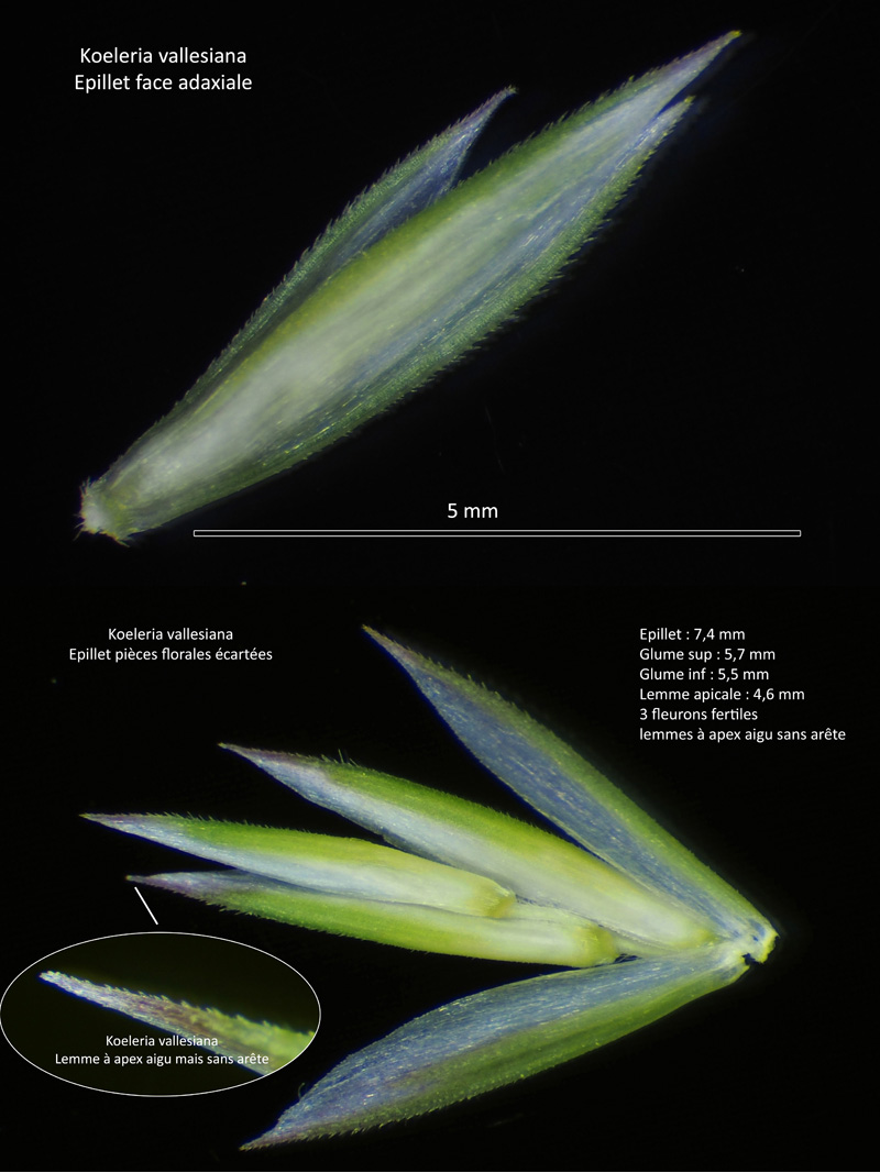 Koeleria vallesiana (Honck.) Gaudin #66812
