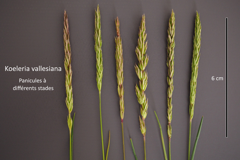 Koeleria vallesiana (Honck.) Gaudin #66809