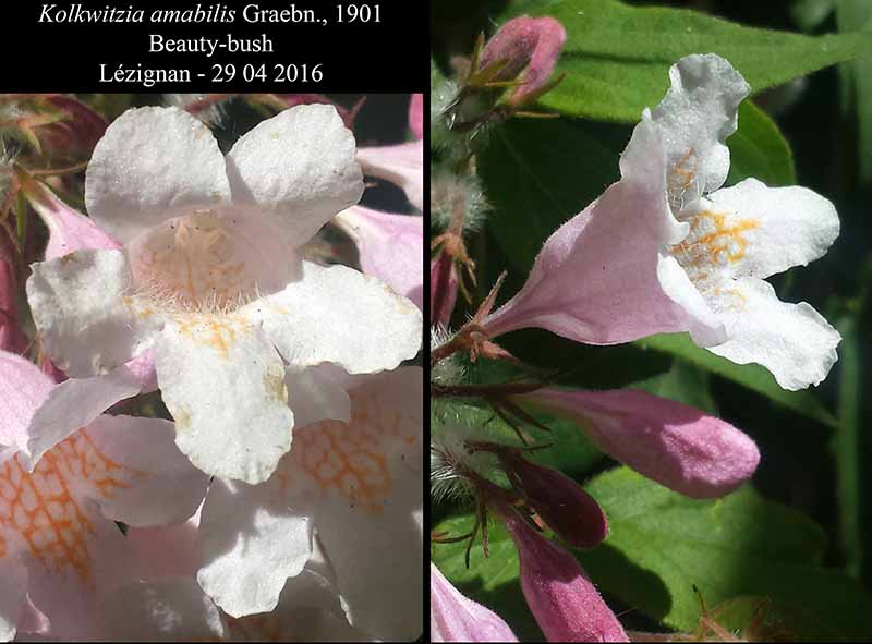 Kolkwitzia amabilis Graebn., 1901 #45052