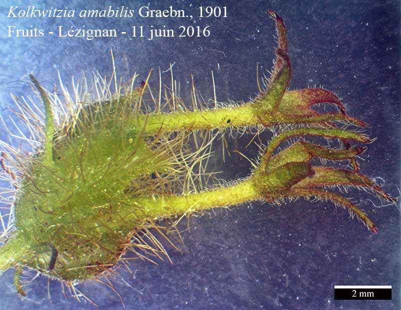 Kolkwitzia amabilis Graebn., 1901 #45650