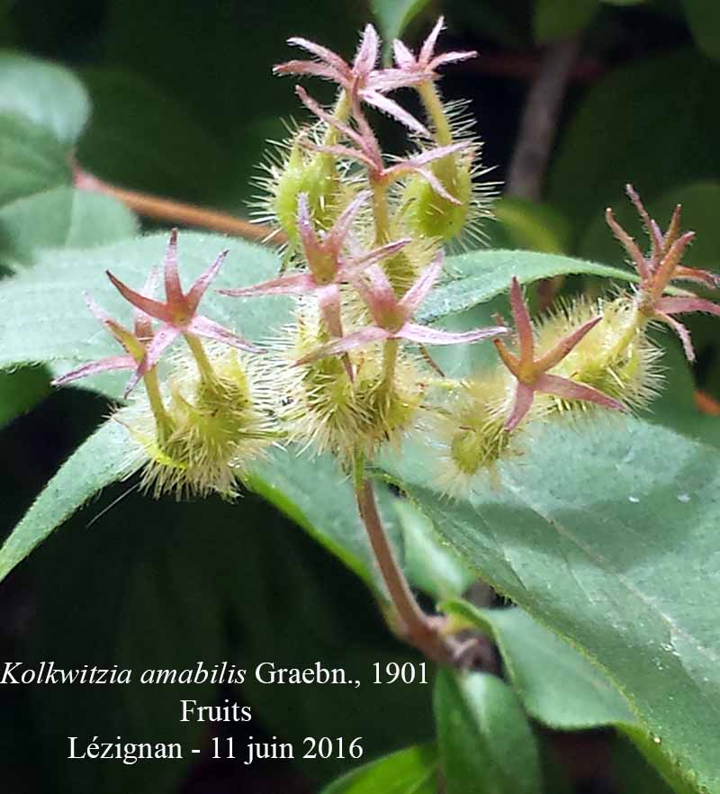 Kolkwitzia amabilis Graebn., 1901 #45649