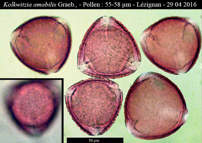 Kolkwitzia amabilis Graebn., 1901 #45054