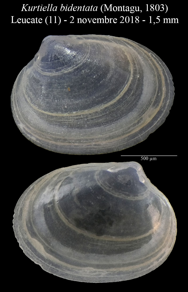 Kurtiella bidentata #58338