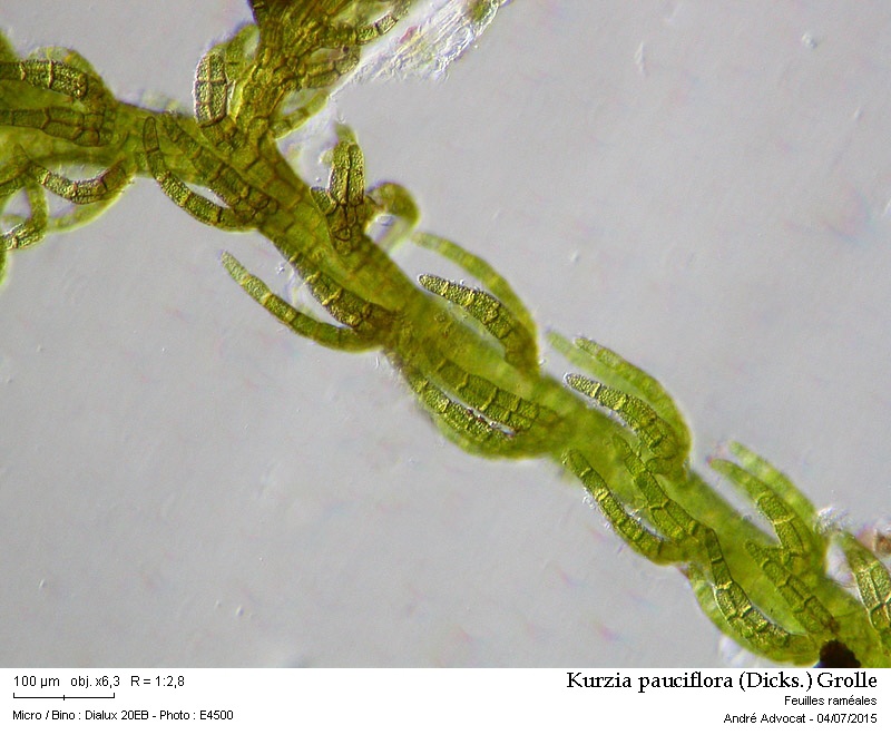 Kurzia pauciflora (Dicks.) Grolle #41665