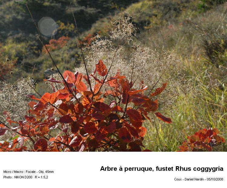 l arbre à perruque ou fustet Rhus coggygria #6743
