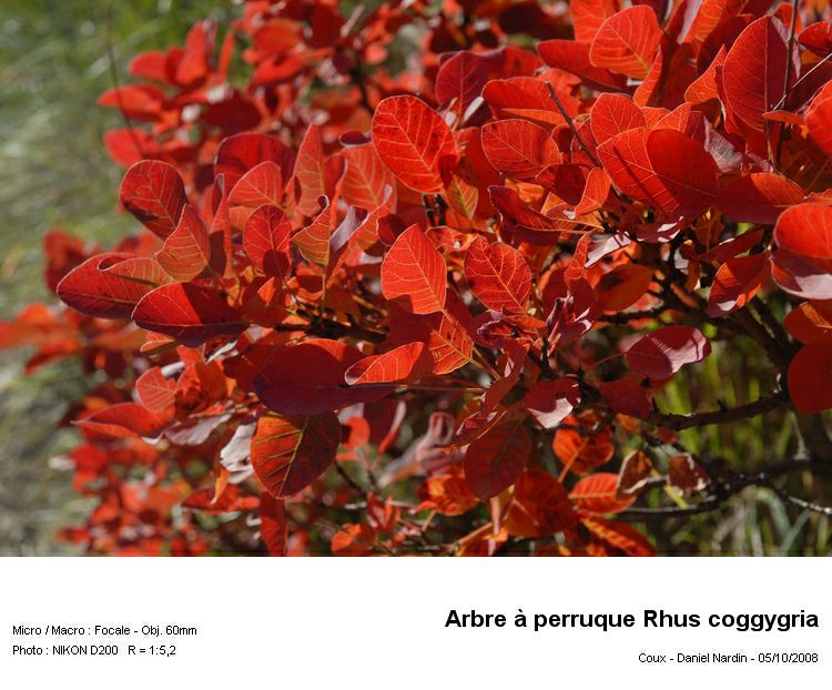 l arbre à perruque ou fustet Rhus coggygria #6746