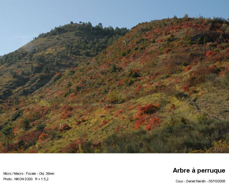 l arbre à perruque ou fustet Rhus coggygria #6742