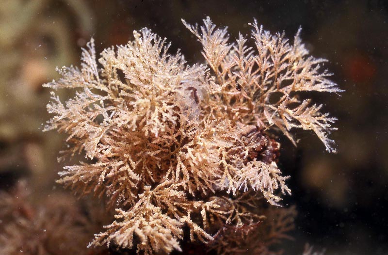 La jeunesse de Tricellaria inopinata (Bryozoaire) #34417