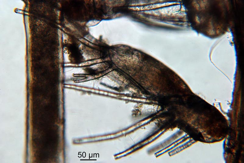 La jeunesse de Tricellaria inopinata (Bryozoaire) #34415
