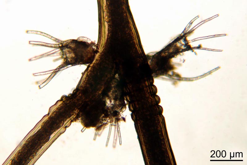 La jeunesse de Tricellaria inopinata (Bryozoaire) #34413