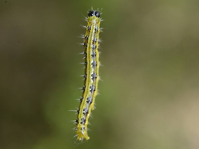 La pyrale du buis Cydalima perspectalis (Walker, 1859) #50301