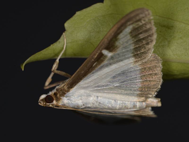 La pyrale du buis Cydalima perspectalis (Walker, 1859) #50330