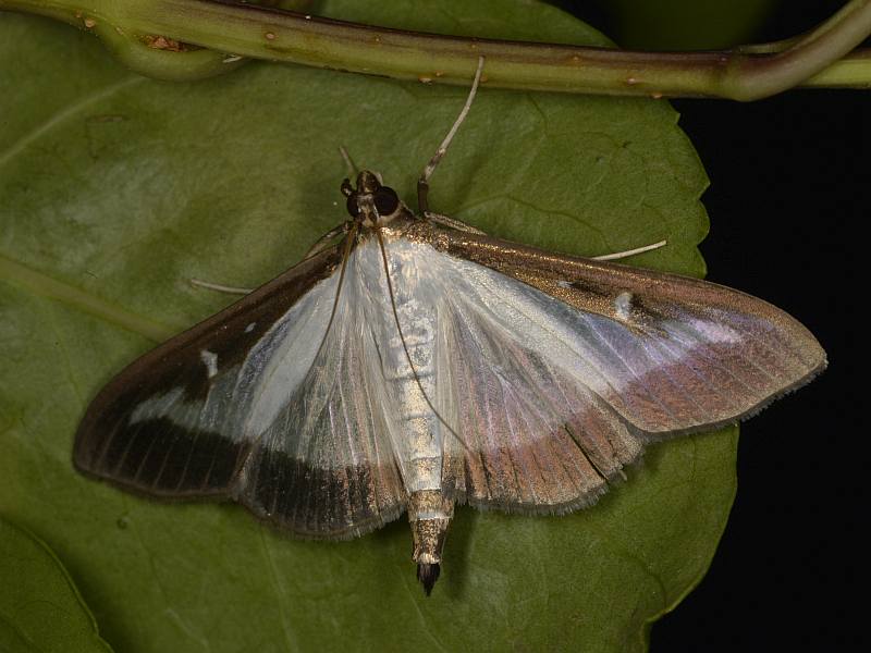 La pyrale du buis Cydalima perspectalis (Walker, 1859) #50328