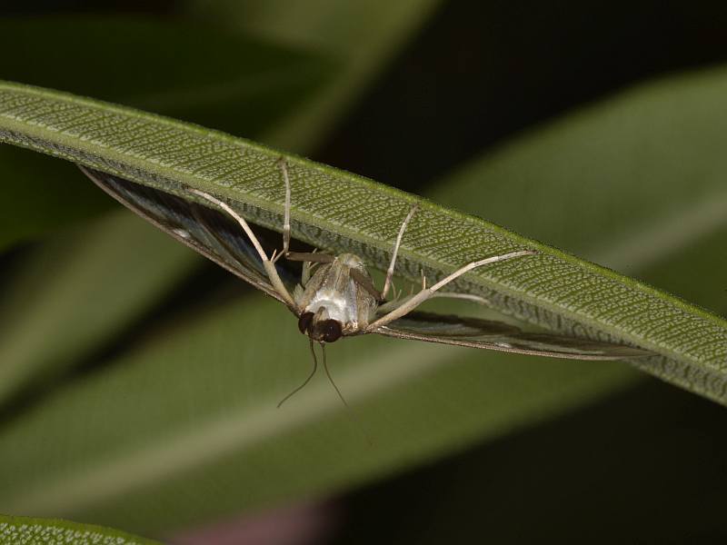 La pyrale du buis Cydalima perspectalis (Walker, 1859) #50327