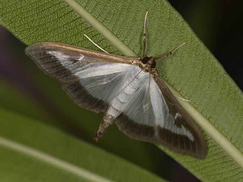 La pyrale du buis Cydalima perspectalis (Walker, 1859) #50326