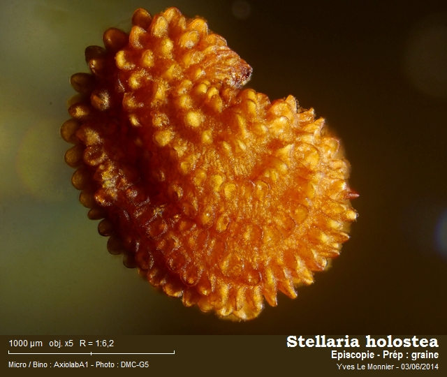 La Stellaire holostée #37757