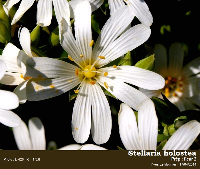 La Stellaire holostée #37752