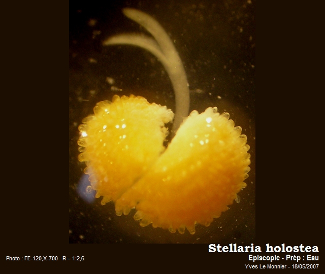 La Stellaire holostée #37758