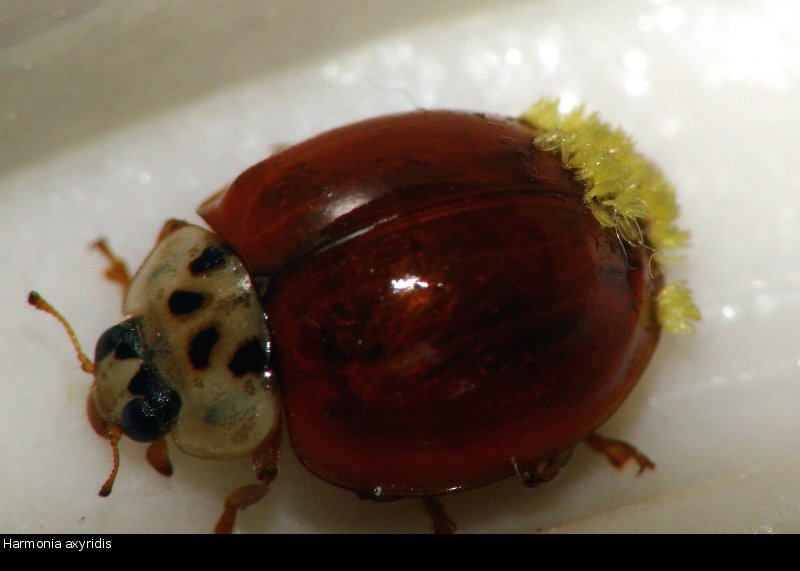 Laboulbeniale sur coccinelle #20018
